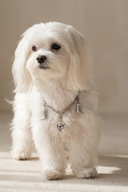 Charm Detaylı Zincir Köpek Kolyesi