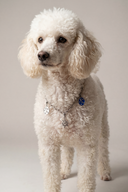 Charm Detaylı Zincir Köpek Kolyesi